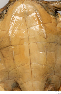 Turtle 8 belly shell 0002.jpg